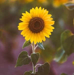 Meet your Posher, Ali